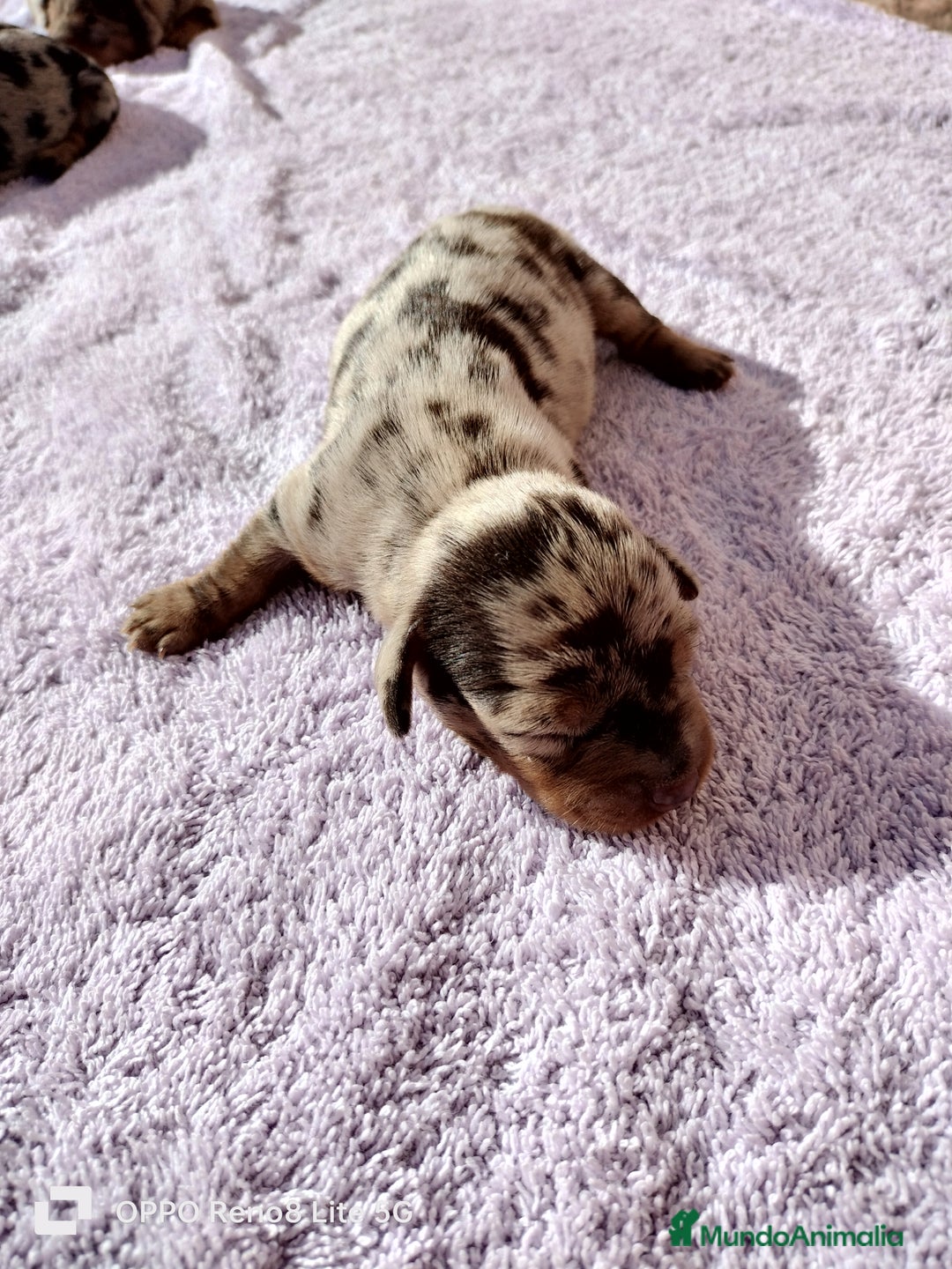 Teckel Miniatura perros en venta: Disponibles cachoros de teckel arlequines  - Anuncio 4