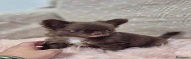 Chihuahua 3