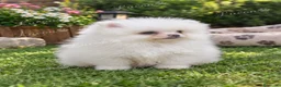 Pomerania perros en venta: PRECIOSO POMERANIA RUSO MINI TOY - Anuncio 1