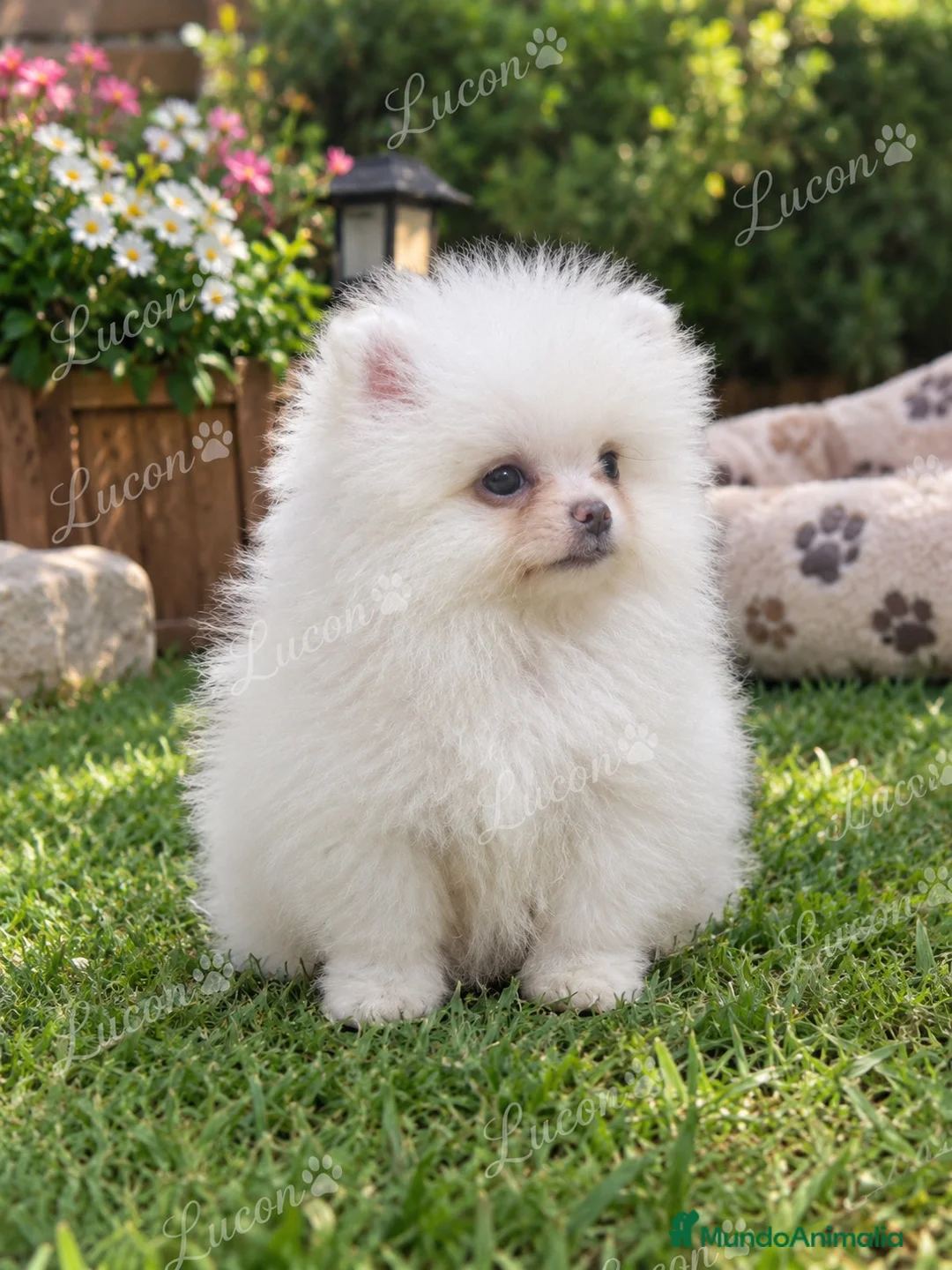 Pomerania perros en venta: PRECIOSO POMERANIA RUSO MINI TOY - Anuncio 1