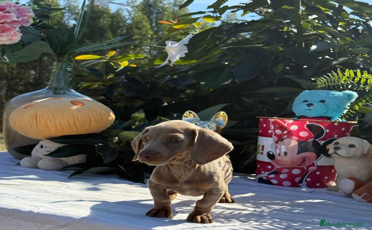 Teckel Miniatura perros - Anuncio 16