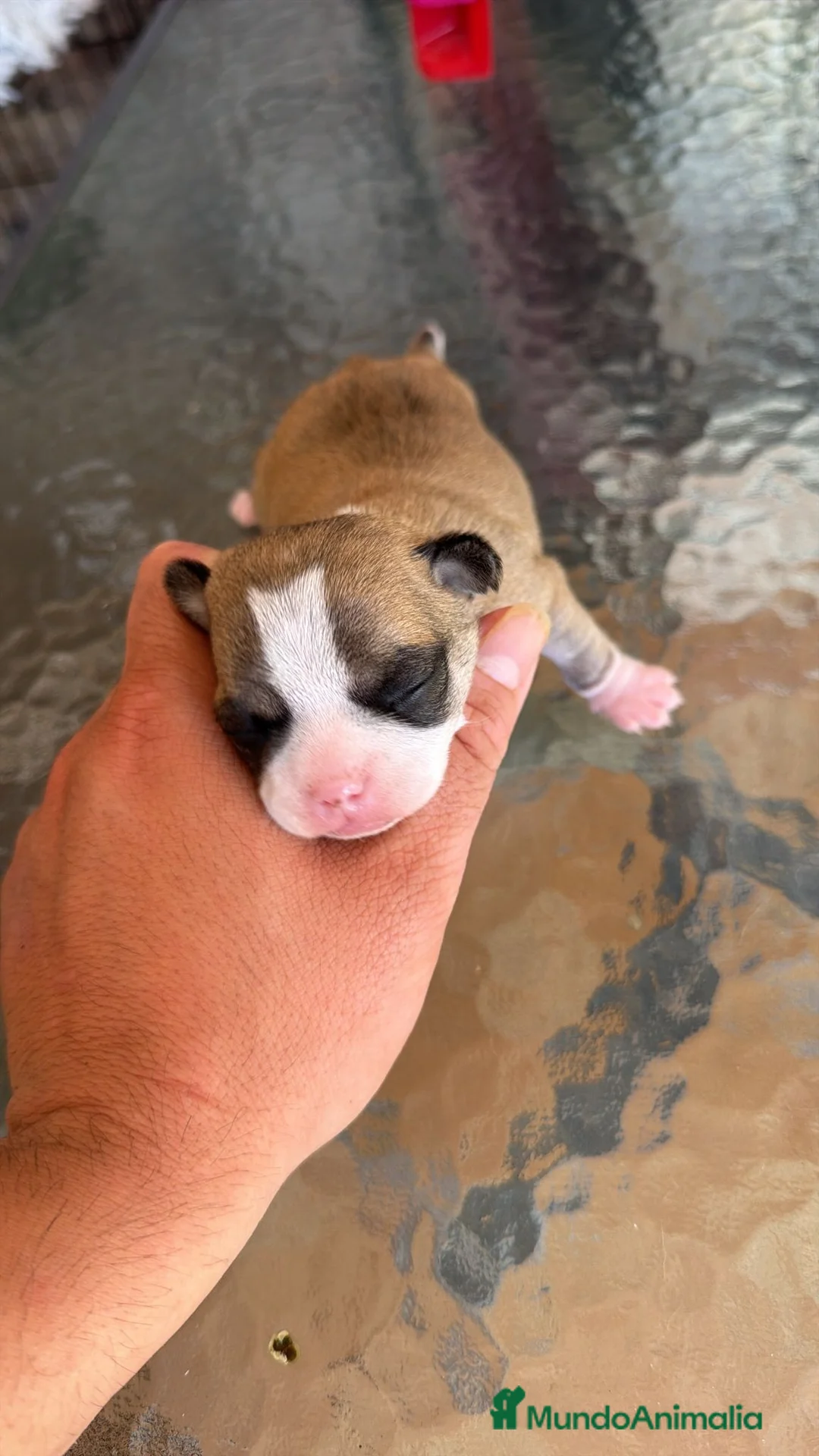 Chihuahua perros en venta: Chihuahua toy  - Anuncio 7