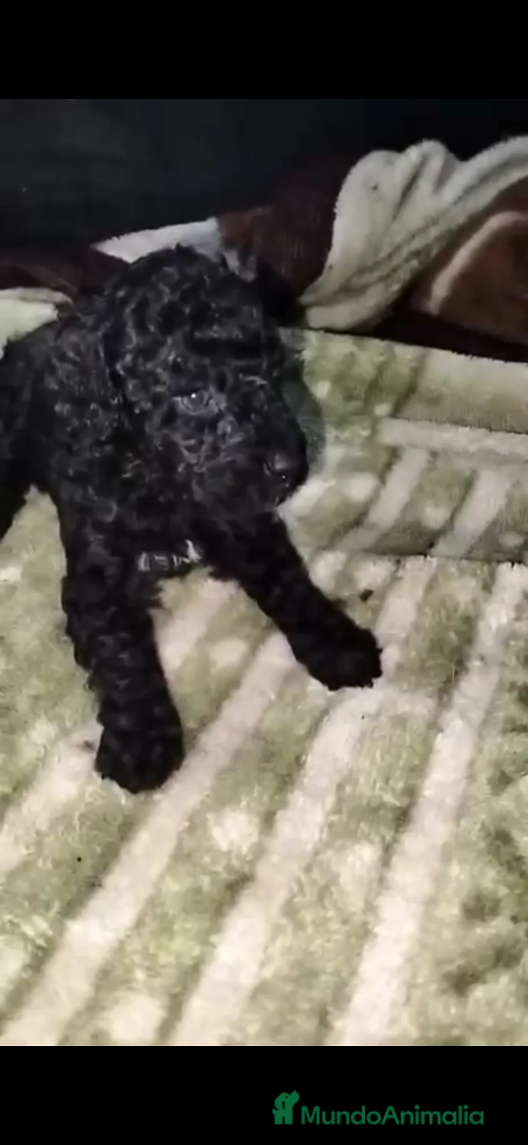 Perro de Agua Español perros en venta: Perros de agua 4 machos - Anuncio 1