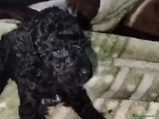 Perro de Agua Español perros Perros de agua 4 machos - Anuncio 2