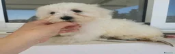 Bichón Maltés perros en venta: Bichon maltés  - Anuncio 2