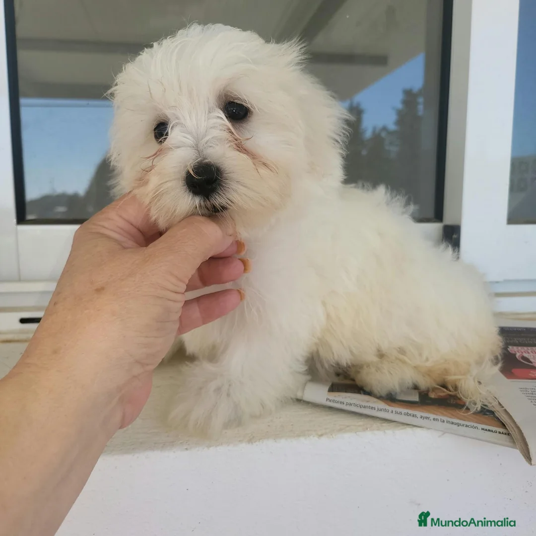 Bichón Maltés perros en venta: Bichon maltés  - Anuncio 2