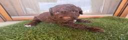 Perro de Agua Español perros en venta: Cachorros perro de agua - Anuncio 12