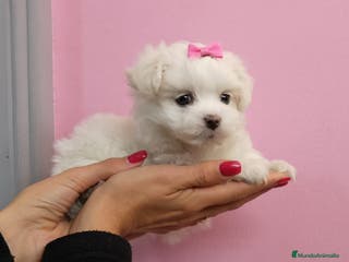 Bichón Maltés perros Bichón Maltés en Barcelona - Anuncio 40