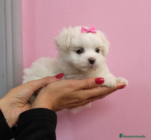 Bichón Maltés perros Bichón Maltés en Barcelona - Anuncio 3