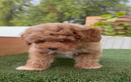 Raza Mixta perros en venta: CANICHE MACHO - Imagen 3