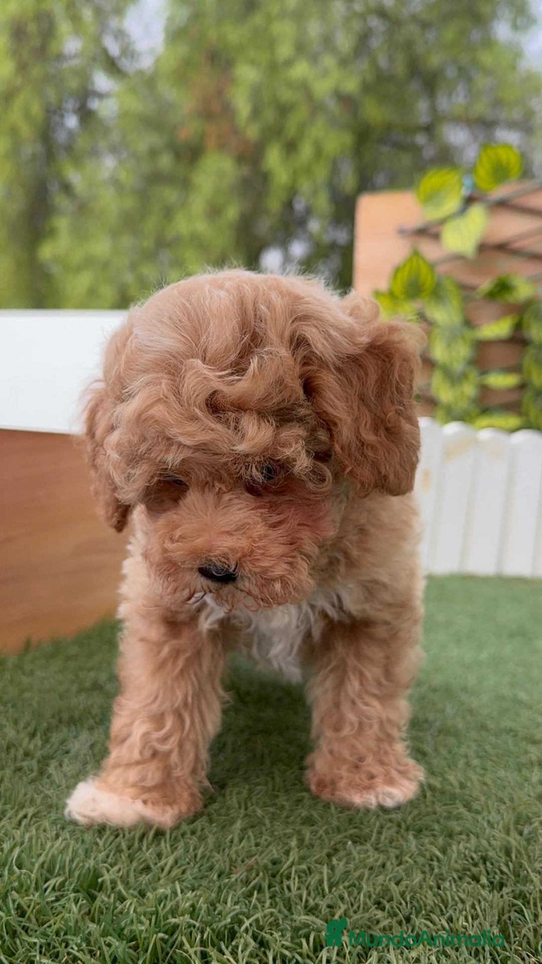 Raza Mixta perros en venta: CANICHE MACHO - Imagen 3