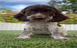 Cocker Spaniel Inglés perros en venta: COCKER SPANIEL RUANO - Imagen 5