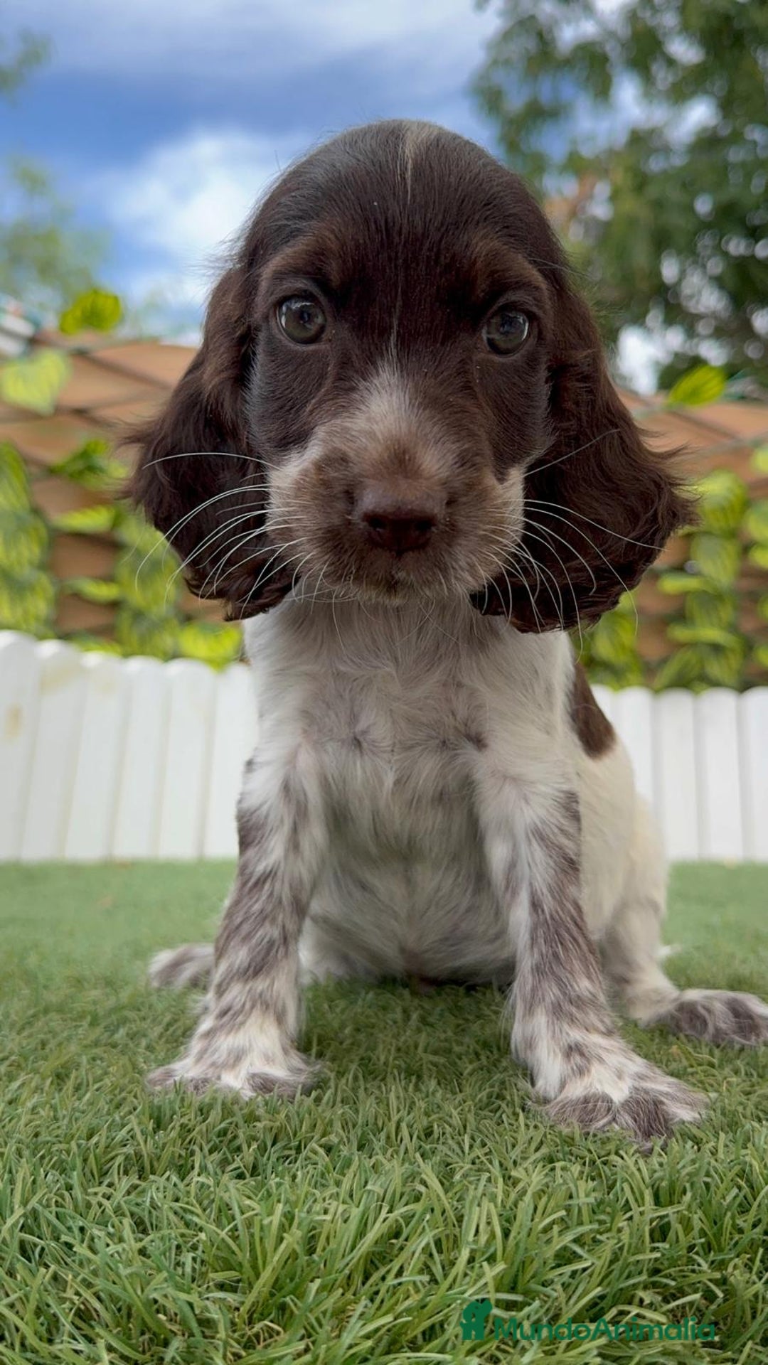 Cocker Spaniel Inglés perros en venta: COCKER SPANIEL RUANO - Imagen 5