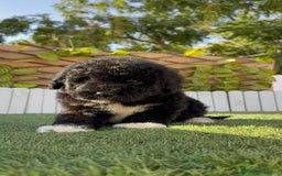 Perro de Agua Español perros en venta: PERRO DE AGUA HEMBRA - Imagen 10