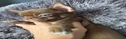 Chihuahua perros en venta: Chihuahua chocolate 🍫  - Anuncio 2