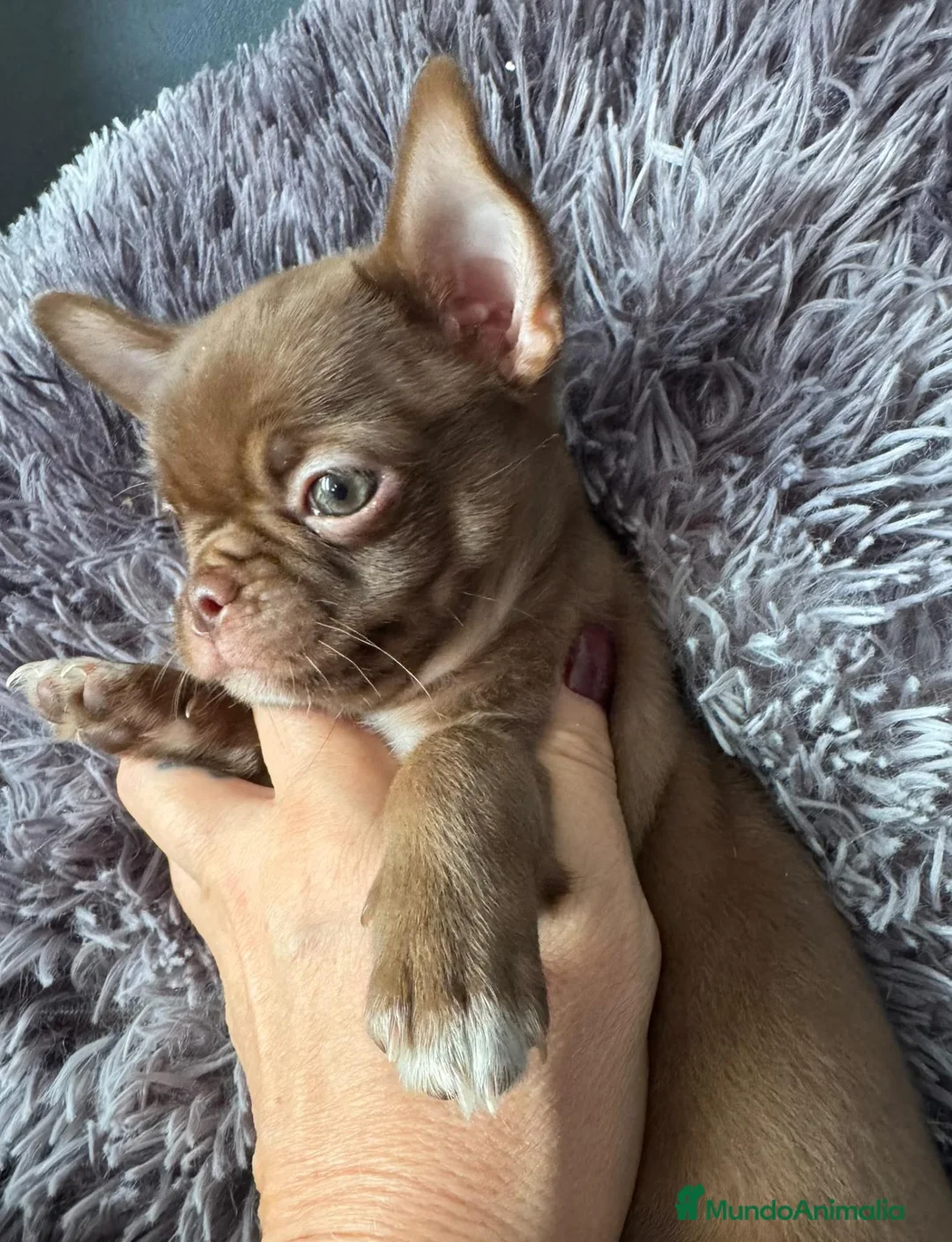 Chihuahua perros en venta: Chihuahua chocolate 🍫  - Anuncio 2