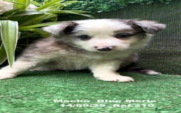 Border Collie perros en venta: Border Collie Blue Merle - Imagen 11