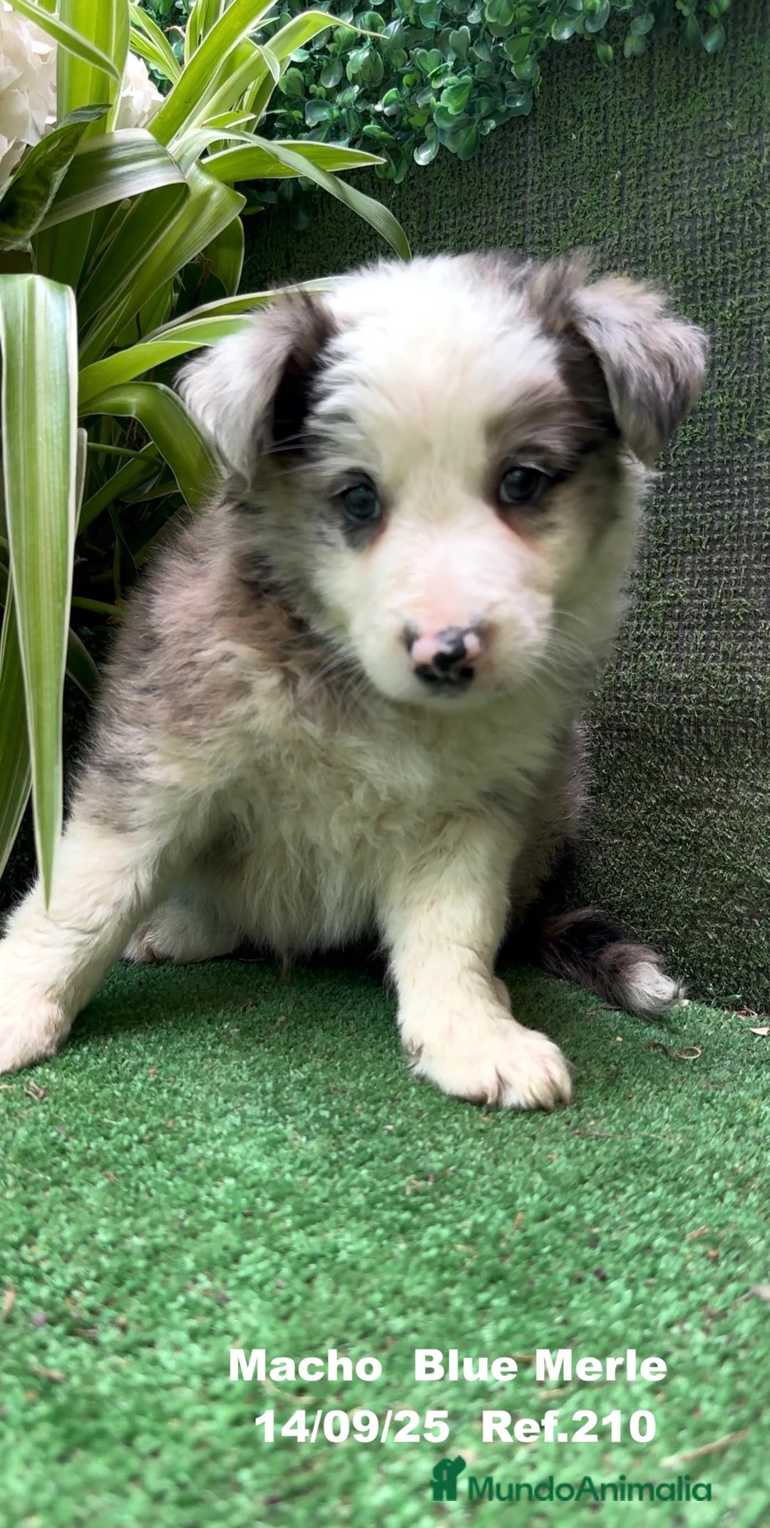 Border Collie perros en venta: Border Collie Blue Merle - Anuncio 11