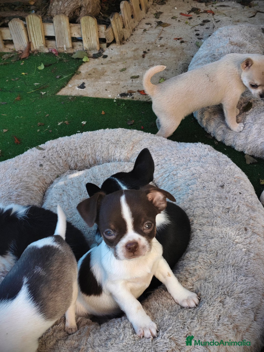 Chihuahua perros en venta: Chihuahua Toy línea rusa - Anuncio 3