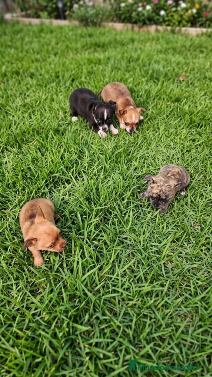 Chihuahua perros Chihuahua mini  - Anuncio 1