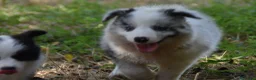 Border Collie perros en venta: Cachorros de Border Collie disponibles - Anuncio 15