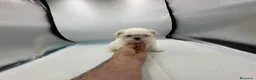 Bichón Maltés perros en venta: bichon maltes del valle  - Anuncio 2