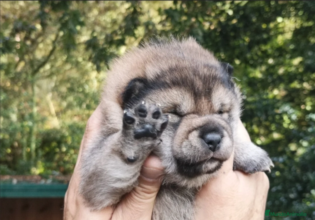 Shiba Inu perros en venta: SHIBA INU SELECCIÓN - Imagen 4