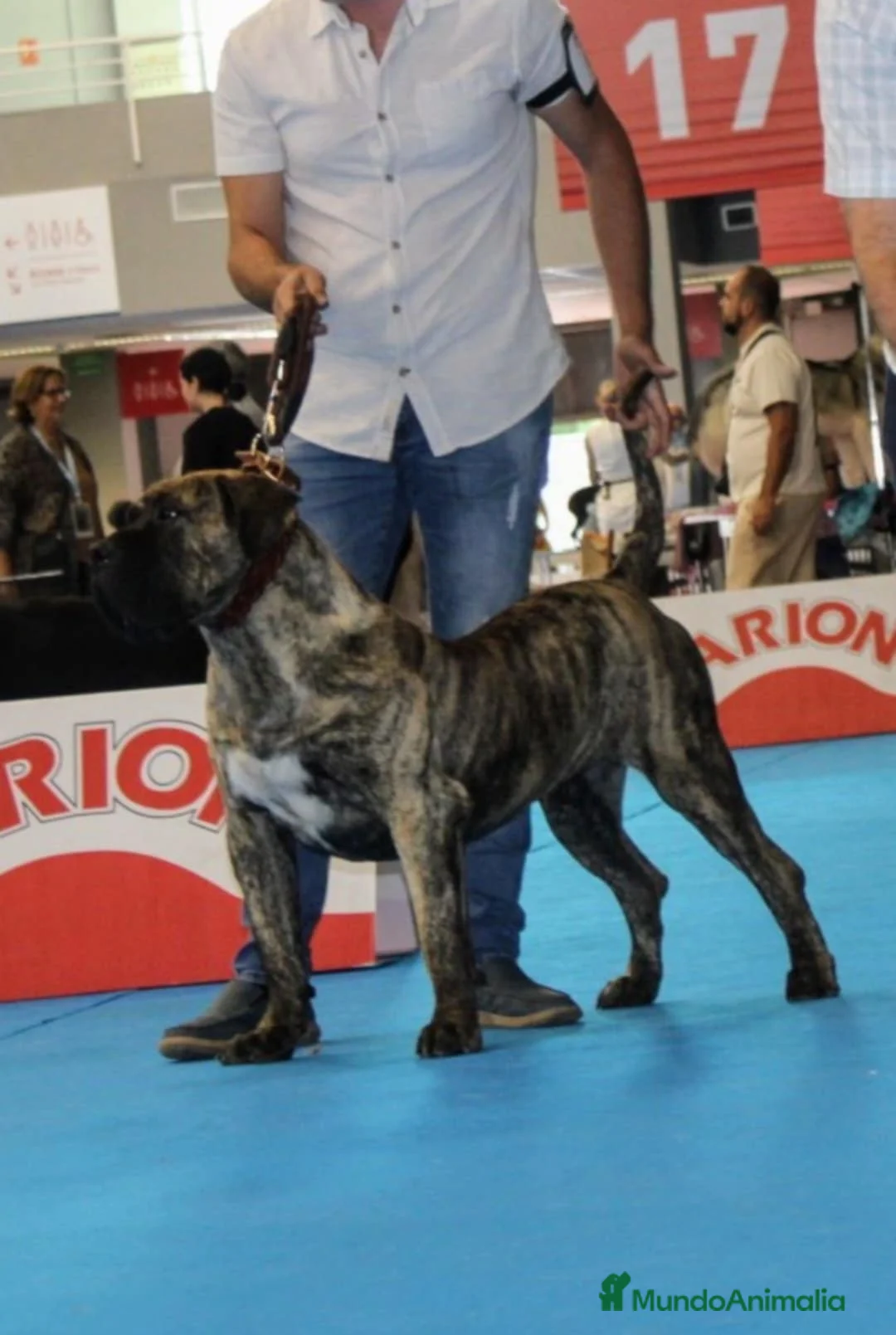 Presa Canario perros para monta: Presa canario - Anuncio 3