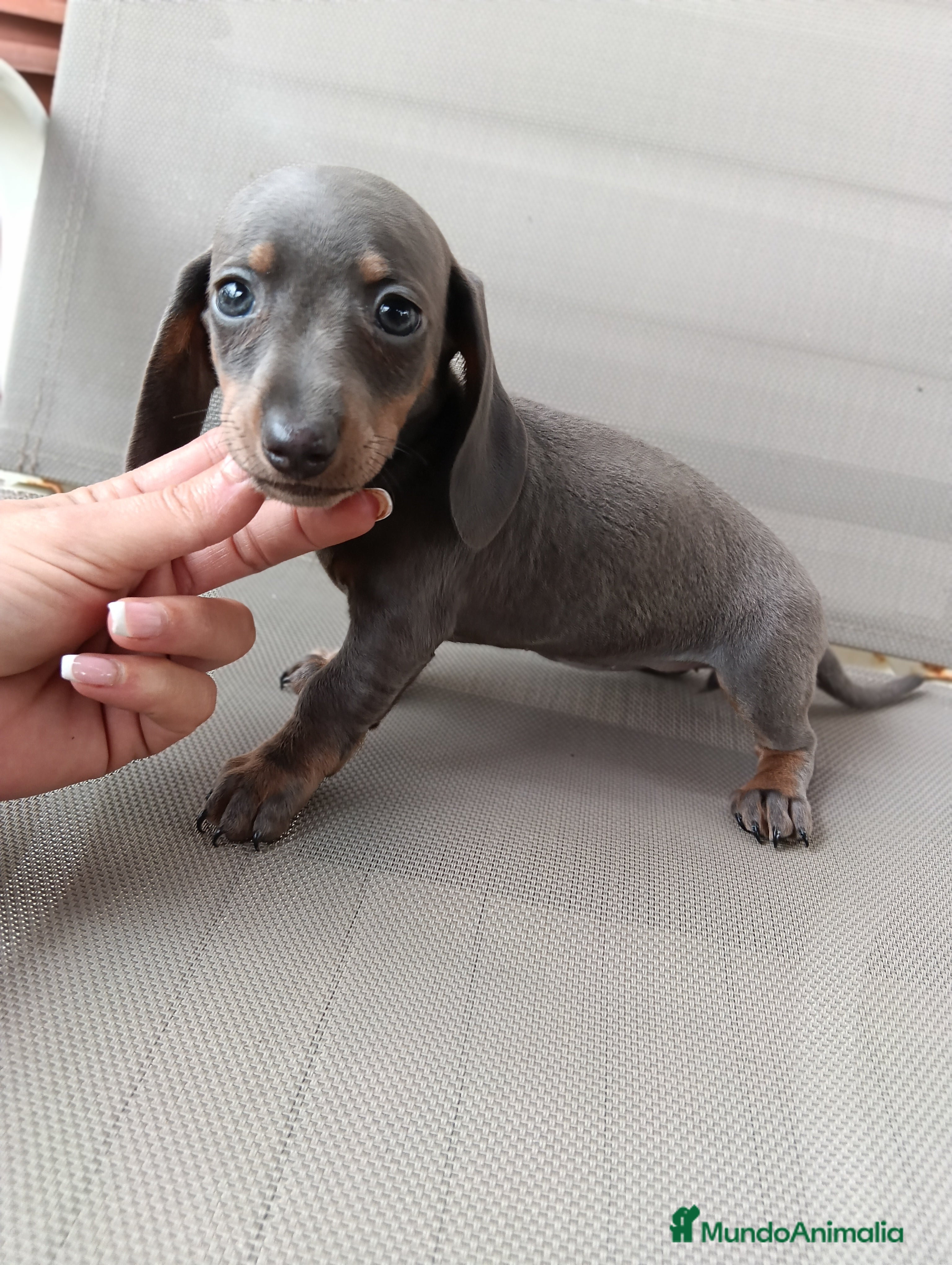 Teckel Miniatura perros Teckel miniatura - Anuncio 2