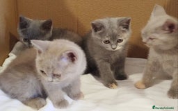 Británico de Pelo Corto Azul gatos en venta: British Shorthair  - Imagen 10