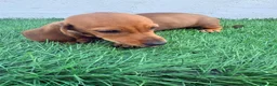 Teckel Miniatura perros en venta: Teckel miniatura - Anuncio 6
