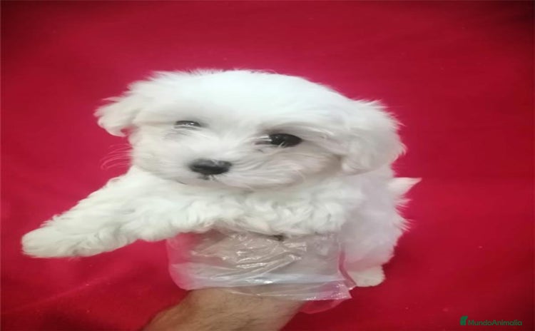 Bichón Maltés perros - Propaganda 1