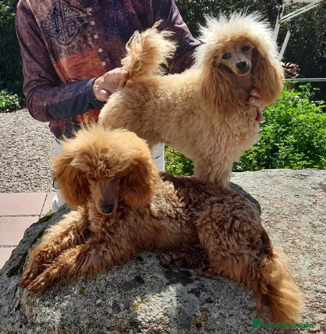 Imagen de galería {{count}}