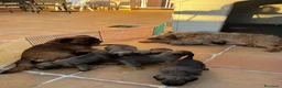 Petit Brabançon perros en venta: Petit Brabançon  - Anuncio 6