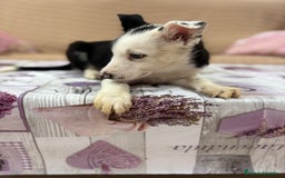 Border Collie perros en venta: Último border collie  - Imagen 2