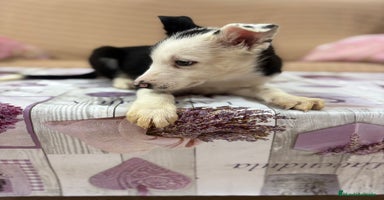 Border Collie perros - Anuncio 12