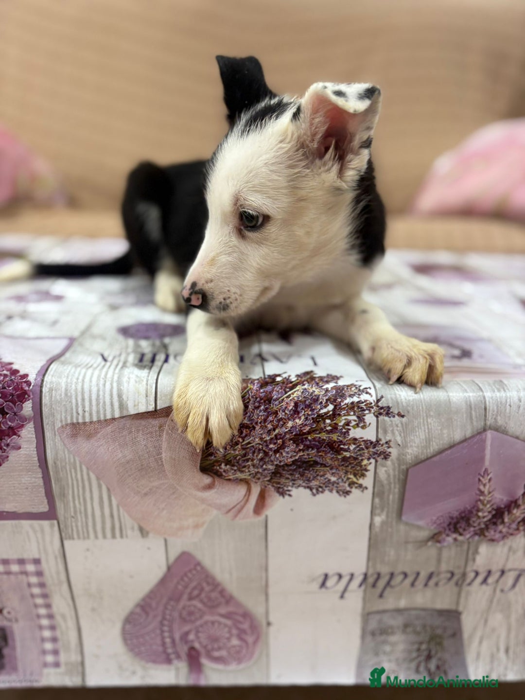 Border Collie perros en venta: Último border collie  - Imagen 2