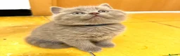 Británico de Pelo Corto gatos en venta: British Lilac  - Anuncio 2