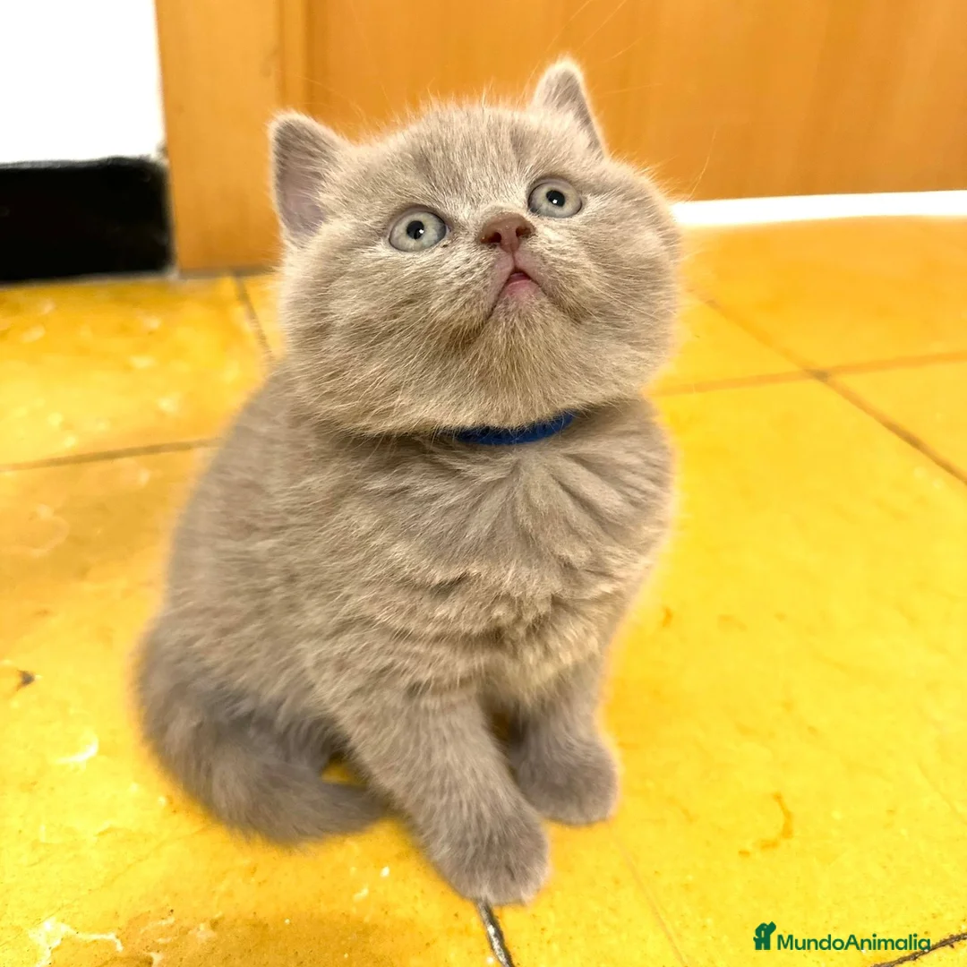 Británico de Pelo Corto gatos en venta: British Lilac  - Anuncio 2