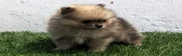Pomerania perros en venta: Pomerania  - Anuncio 2