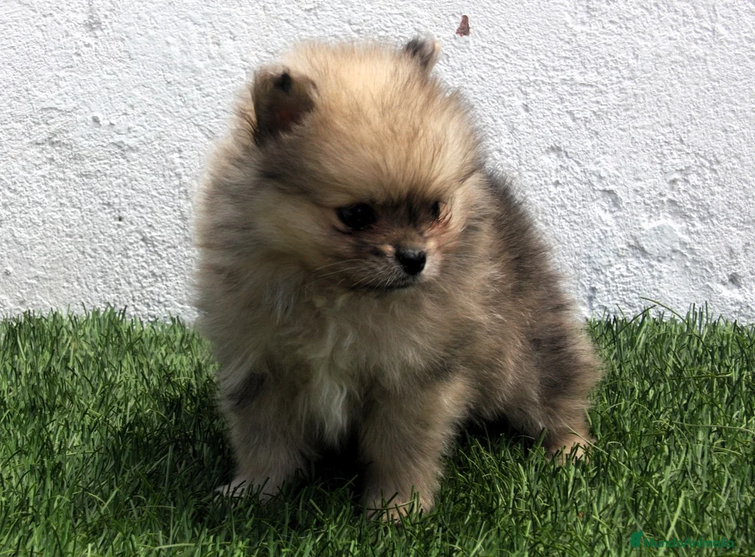 Pomerania perros en venta: Pomerania  - Anuncio 2