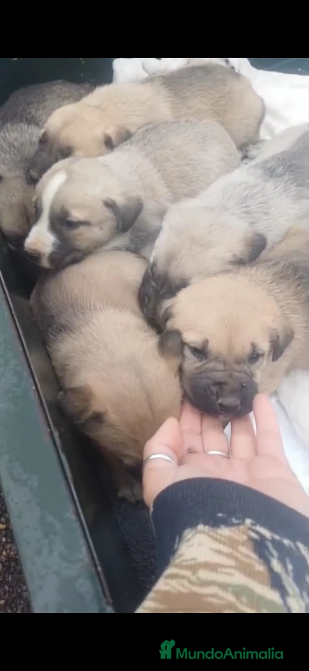 Mastín Español perros en venta: Camada de mastín disponible  - Anuncio 1