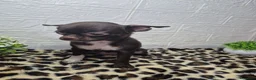 Chihuahua perros en venta: Chihuahua chocolate ❤️ 🐾  - Anuncio 3
