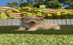 Maltipoo perros en venta: MALTIPOO MACHO - Imagen 16