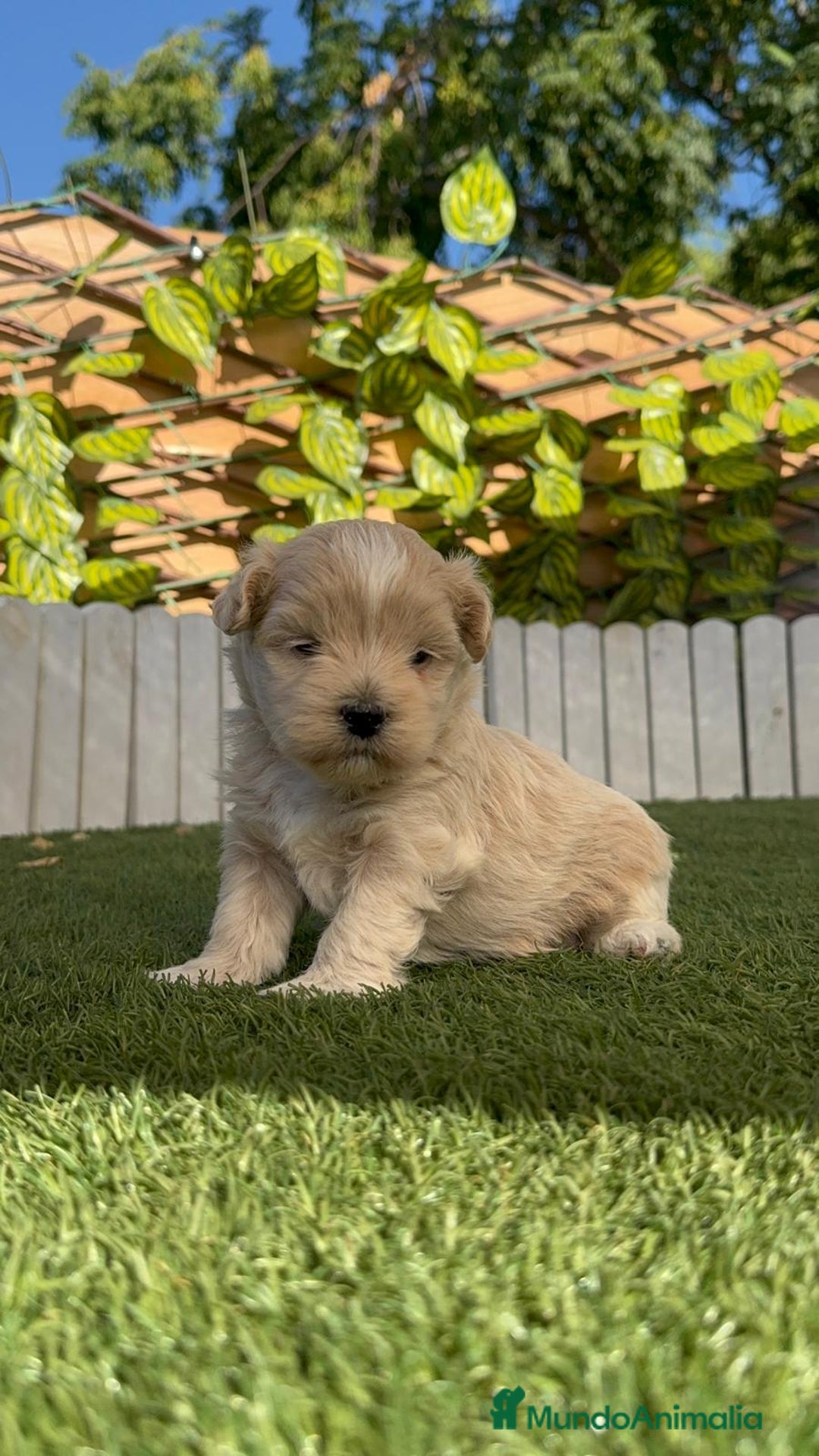 Maltipoo perros en venta: MALTIPOO MACHO - Imagen 16