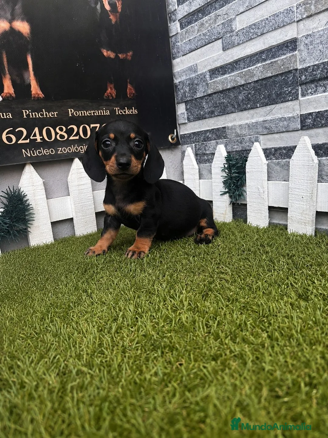 Teckel perros en venta: TECKEL  - Anuncio 2