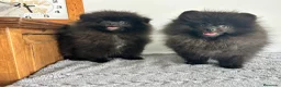 Pomerania perros en venta: Pomerania Toy macho  - Anuncio 4