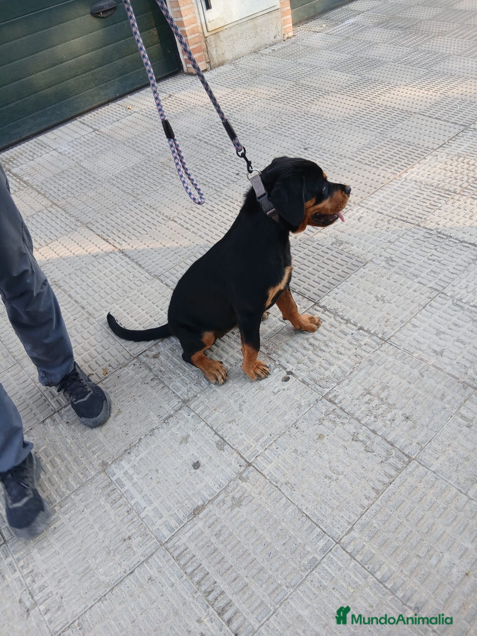 Rottweiler perros Rottwailer Hembra de 5 meses - Anuncio 1