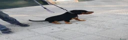 Rottweiler perros en venta: Rottwailer Hembra de 5 meses - Anuncio 1