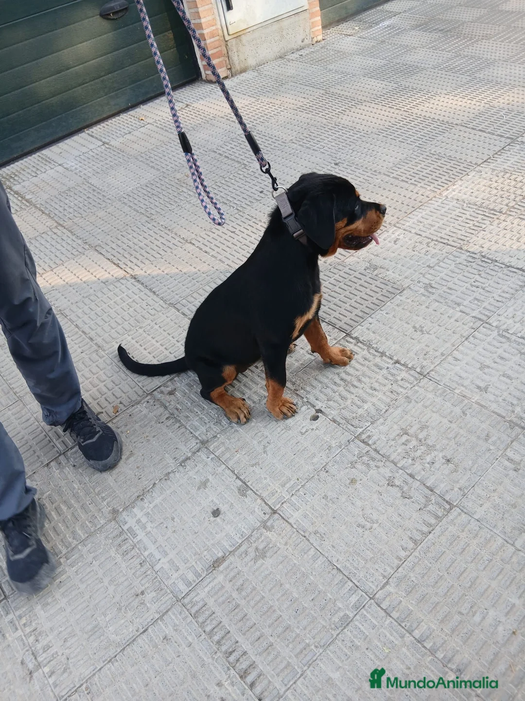 Rottweiler perros en venta: Rottwailer Hembra de 5 meses - Anuncio 1